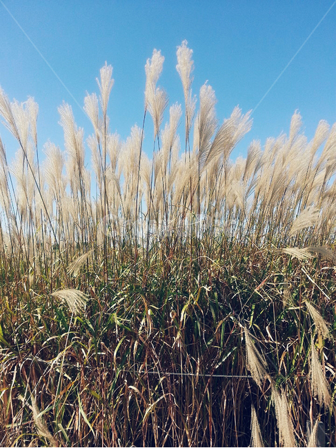 가을,갈대,fall,reed,하늘,sky,가을,계절,fall,autumn,season,자연,풍경,nature,landscape,plant,식물,grass,잔디,lawn