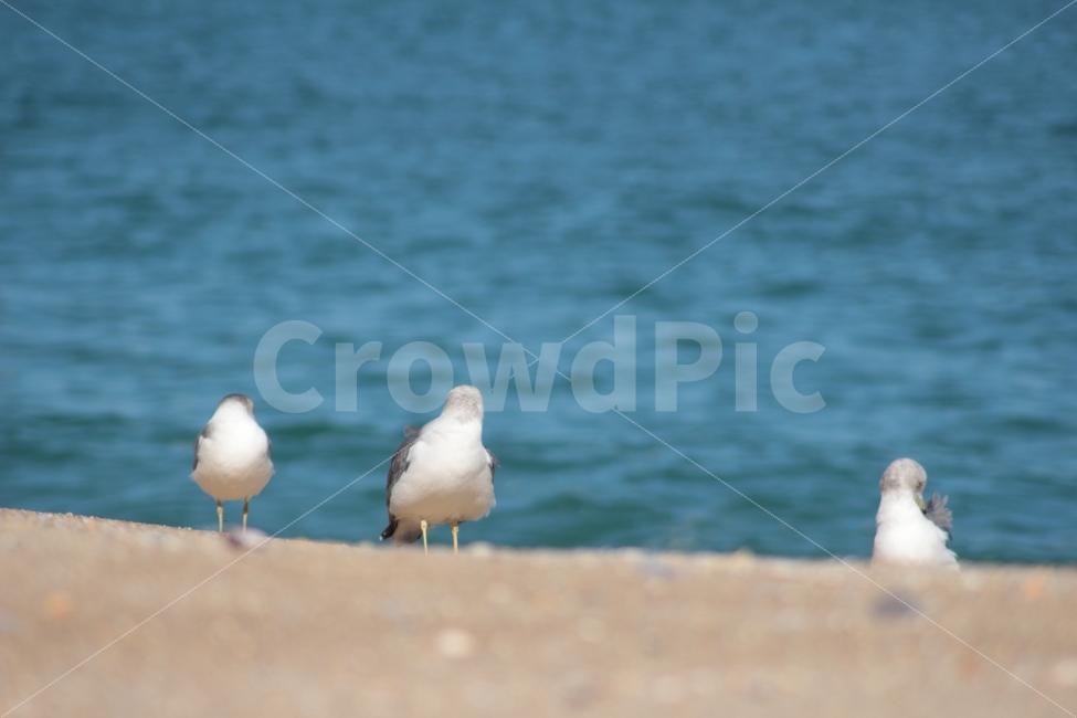 갈매기,새,동물,조류,바다,세마리,털관리,바닷가,gull,sea,해변,해변가,모래사장,깃털관리,몸단장,뒤돌아보는,해변,바다,beach,sea,동물,animal,조류,새,birds