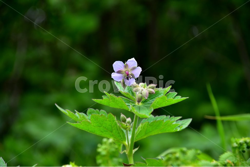 꽃쥐손이,야생화,꽃,식물,자연,생태,플라워,flower,plants,nature,식물,자연,plants,nature,꽃,flower