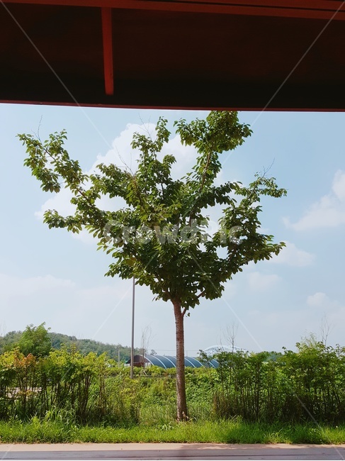 하늘,구름,나무,나뭇가지,자연,풍경,식물,자연,plants,nature,나무,trees,wood