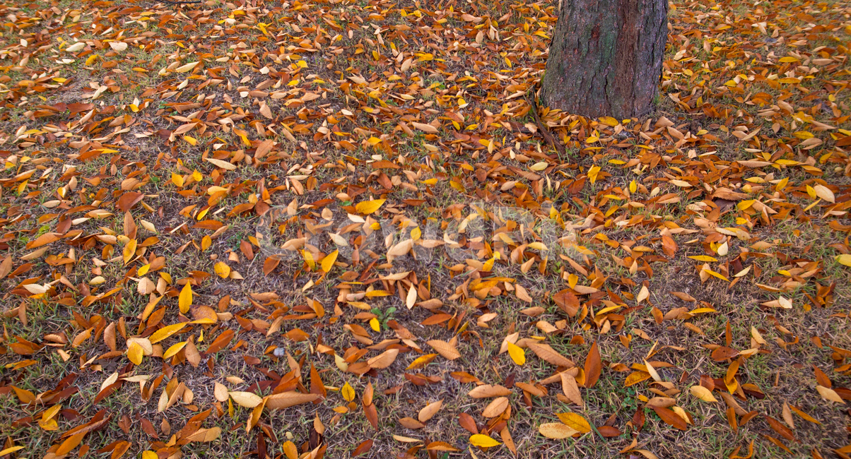 낙엽,단풍,잎,잎새,가을,계절,자연,감성,가을,계절,fall,autumn,season,ground,바닥,plant,식물,leaf
