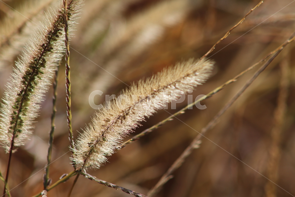 강자지풀,꽃,식물,가을,greenbristlegrass,가을,계절,fall,autumn,season,식물,자연,plants,nature,plant,grass,잔디,lawn,reed,갈대