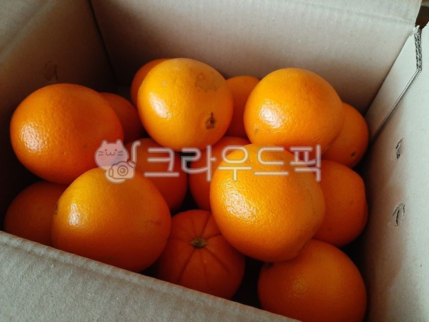 orange,오렌지,citrusfruit,감귤류과일,귤,감귤,food,상자,음식,fruit,과일,주황색,fruits,박스,택배,배송,택배상자,택배배송