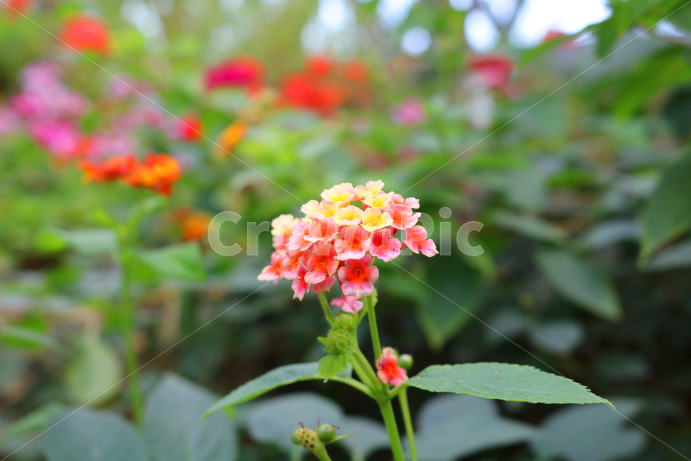 란타나,꽃,란타나꽃,식물,열대식물,란타나카마라,마편초과,자연,식물,자연,plants,nature,꽃,flower
