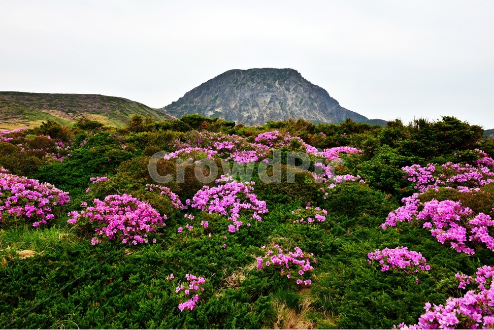 제주,한라산,한라산철쭉,한라산봄,봄,계절,철쭉,철쭉꽃,영실,윗세오름,언덕,plant,식물,nature,자연,outdoors,옥외,경치,경관,풍경,비경,제주비경,제주봄,자연,풍경,nature,landscape