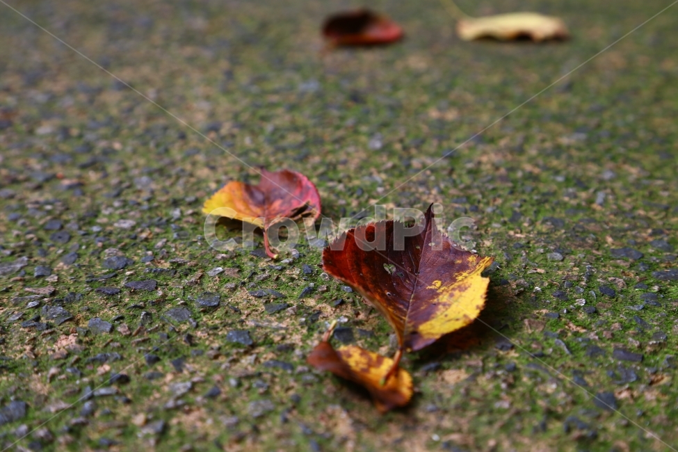 나뭇잎,자연,가을,낙엽,감성,접사,가을,계절,fall,autumn,season,식물,자연,plants,nature,leaf,잎,plant,ground,바닥