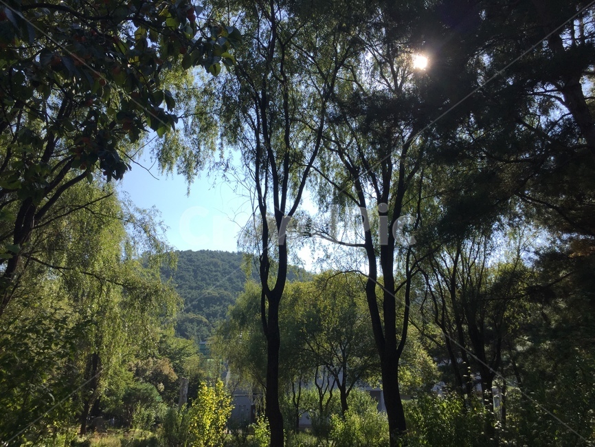 나무,수목원,산,숲,햇빛,nature,자연,초목,plant,vegetation,outdoors