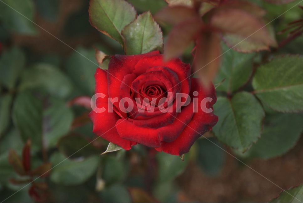꽃,화훼,플라워,flower,flowergarden