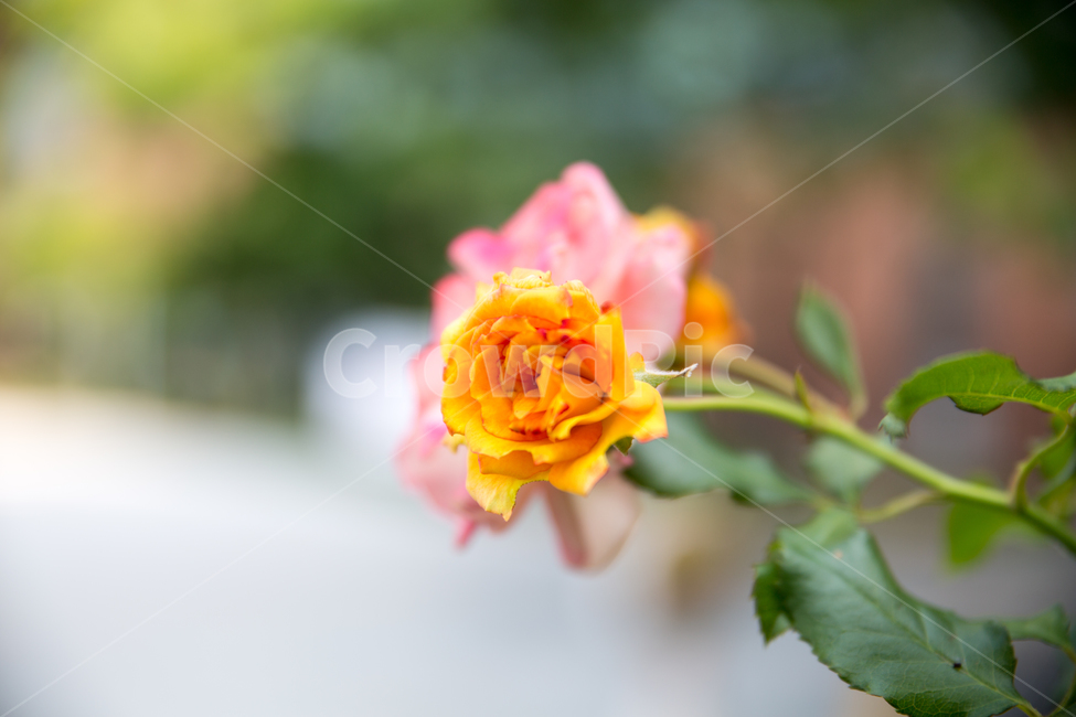 여름장미,장미,장미꽃,꽃,장미배경,꽃배경,배경,식물,자연,plants,nature,꽃,flower