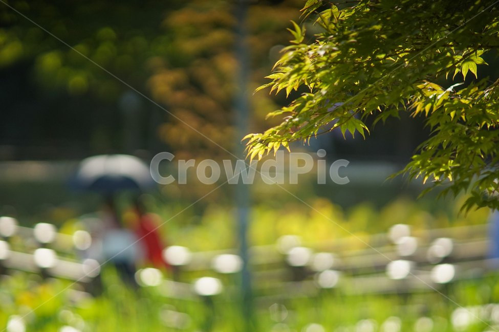 산책,나들이,양산,데크,가을,공원,나무,행인,단풍나무,자연,풍경,nature,landscape,leaf,잎,plant,식물,tree