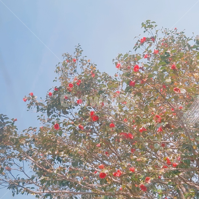 동백,하늘,감성,나무,잎,자연,풍경,nature,landscape,plant,식물