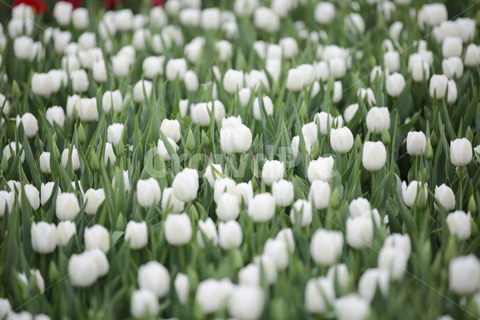 튤립,튤립축제,태안튤립축제,tulip,백합목,백합과,봄꽃,봄,계절,spring,season,식물,자연,plants,nature,꽃,flower,plant