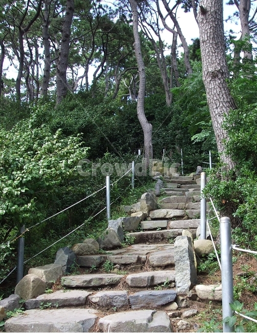 돌계단,산책길,소나무,숲,계단