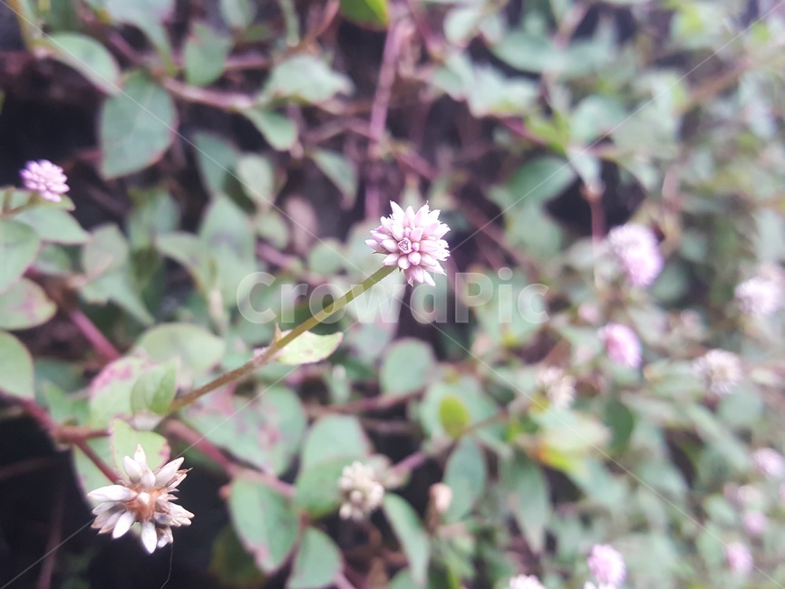 꽃,아름다운,색감,flower,beautiful