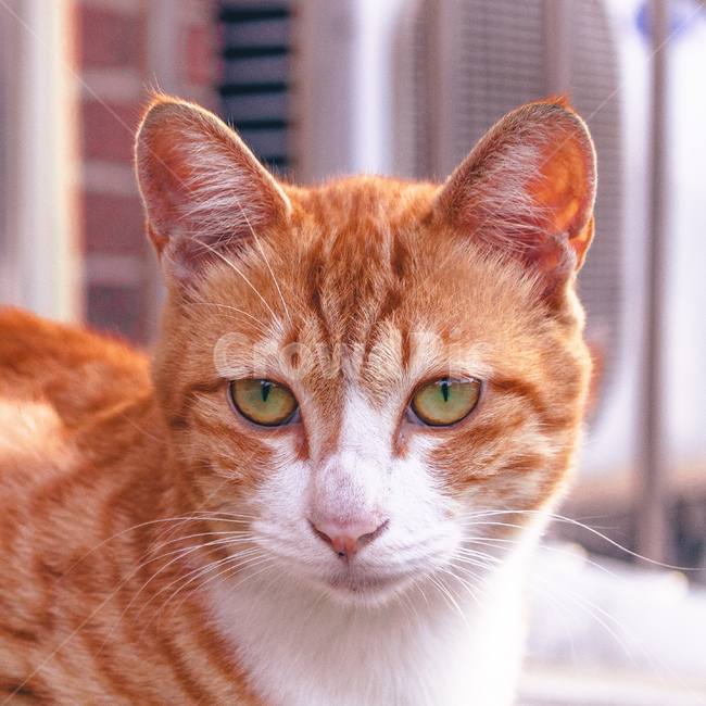 Cheese cat,cat nose,cheese cat,Korean Shorthair,cat face,hair,kitten,stray cat,cat,yellow cat,cat fur,animal,cat eyes,mammalia