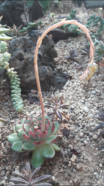 안산,공원,꽃,아름다움,봄,식물,자연,plants,nature