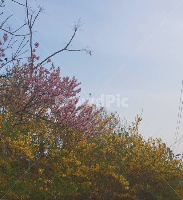 하늘,맑은날씨,봄,개나리,진달래,꽃,계절,season,spring,나무,식물,flower,자연,따뜻함,자연,풍경,nature,landscape,plant