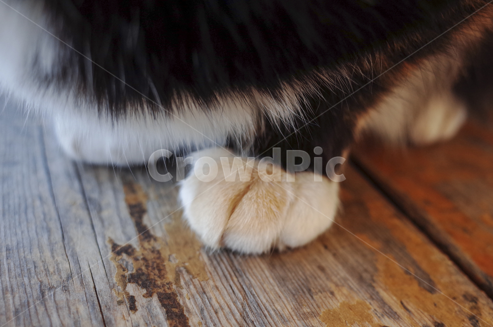 고양이,동물,포유류,얼룩고양이,삼색고양이,cat,animal,mammal,동물,animal,포유류,mammal,고양이,cat,kitten,kitty