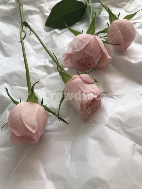 꽃,장미,예쁜장미,예쁜꽃,rose,flower