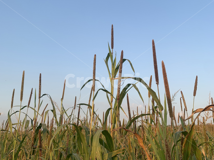 가을,밀렛,곡식,밭,재배,수확,조밭,plant,식물,produce,food,grain,음식,곡물,vegetable,grass,잔디,식물,자연,plants,nature