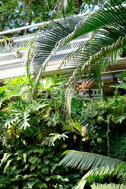 열대식물,다리,식물원,botanicalgarden,온실