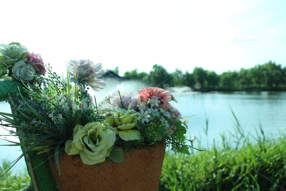 궁남지,연꽃,연잎,공원,자연,산책,여름,식물,자연,plants,nature,꽃,flower