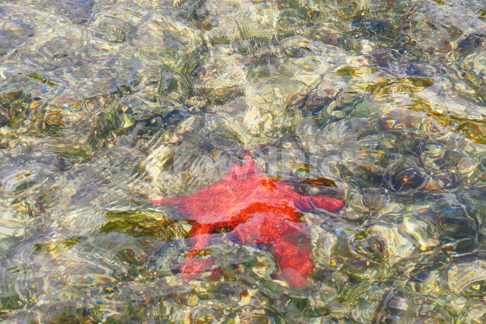 불가사리,starfish,붉은불가사리,별모양,étoiledemer,변화,빛의산란,레드,red,별,star,étoile,바다생물,생물