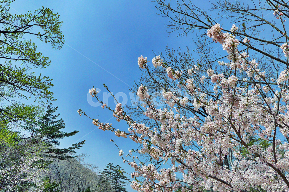 설악산,벚꽃,꽃사진,산사진,등산로,봄꽃,flower,라이카,Lecia,봄,계절,spring,season,식물,자연,plants,nature,꽃,flower,plant,tree,나무