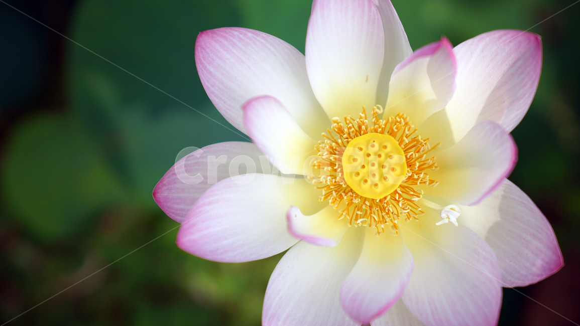 꽃,자연,연꽃,식물,계절,바탕화면,접사,nature,flower