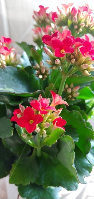 칼랑코에,kalanchoe,꽃,봄꽃,식물,plant,flower,beautiful,핑크,예쁜,pink,식물,자연,plants,nature,꽃,flower