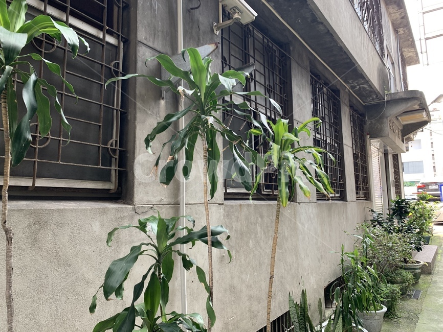 tree,plant,나무,식물,city,town,road,골목길,감성,감성사진,여행,여행사진,대만,골목길,alley,식물,자연,plants,nature