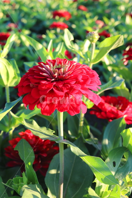 꽃,백일홍,백일홍꽃,식물,자연,국화과,붉은색꽃,식물,자연,plants,nature,꽃,flower