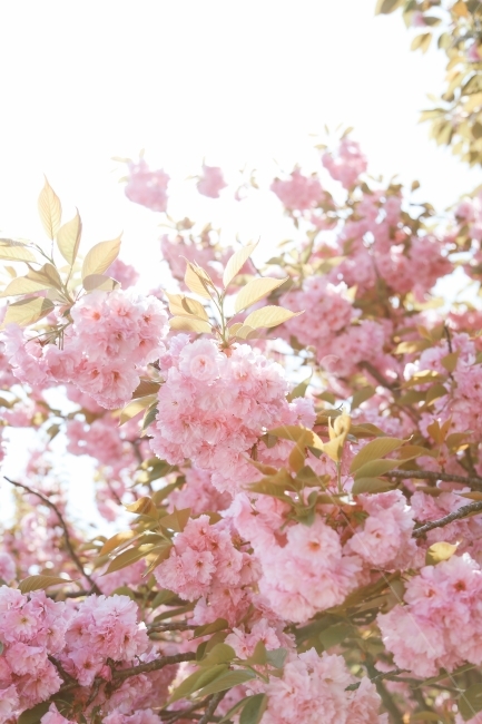 spring,spring flowers,Cherry Blossom,nature,sight,landscape,flower,Emotional photo