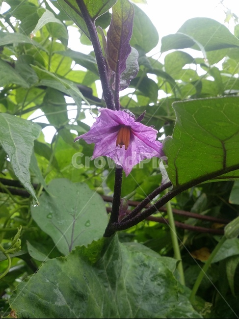 식물,plant,꽃,flower,자연,가지꽃,식물,자연,plants,nature