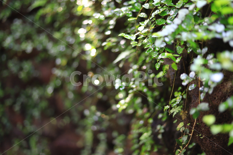 풀,식물,초록,담장,담쟁이덩쿨,식물,자연,plants,nature
