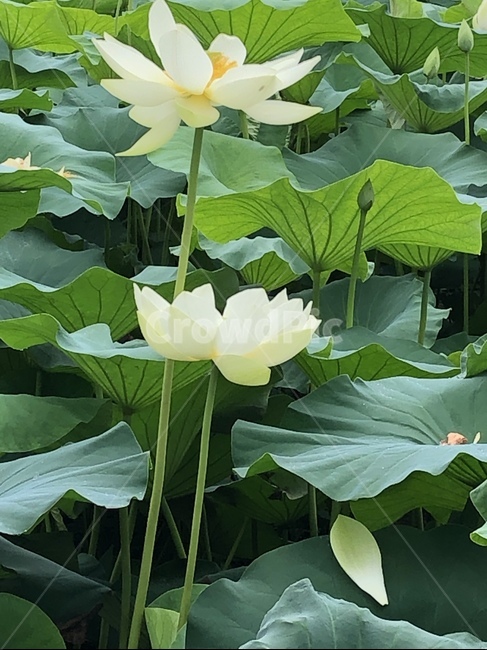 꽃,궁남지,연꽃,연꽃축제,식물