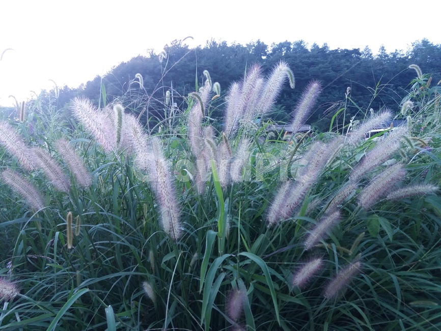풍경,강아지풀,자연,산,풀,식물,scenery,nature,plants