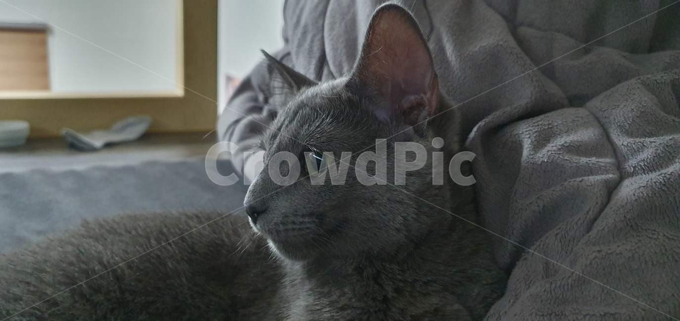 고양이, 러시안블루, cat, 반려동물, russianblue, 사진,이미지,일러스트,캘리그라피 - Nregulusleoa작가