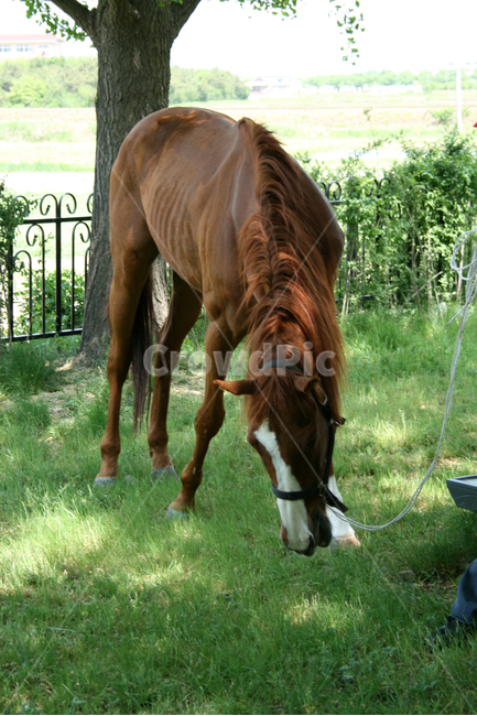 말,공원,한국,동물,초록,잔디,풀,동물,animal,포유류,mammal,산업,industry,industrial,목축업,목장,livestock farming,ranching,pasture