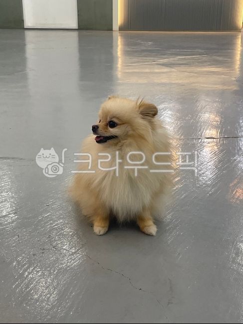 귀여운강아지,댕댕이,animal,포유류,mammal,개,dog,doggy,귀여움,새침,포메라니안,포메,아기강아지,반려견,애완견,애견,도그,동물,포메라니언,사랑,love,포메리안,흰강아지,눈코입