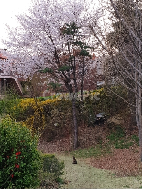 고양이,cat,야옹이,봄,벚꽃,숲,산속,산,휴식,힐링,길냥이,애옹이,애옹쓰,자연,풍경,감성,기다림,기다리다,봄,계절,spring,season,동물,animal,포유류,mammal,고양이,cat,kitten,kitty,plant,식물