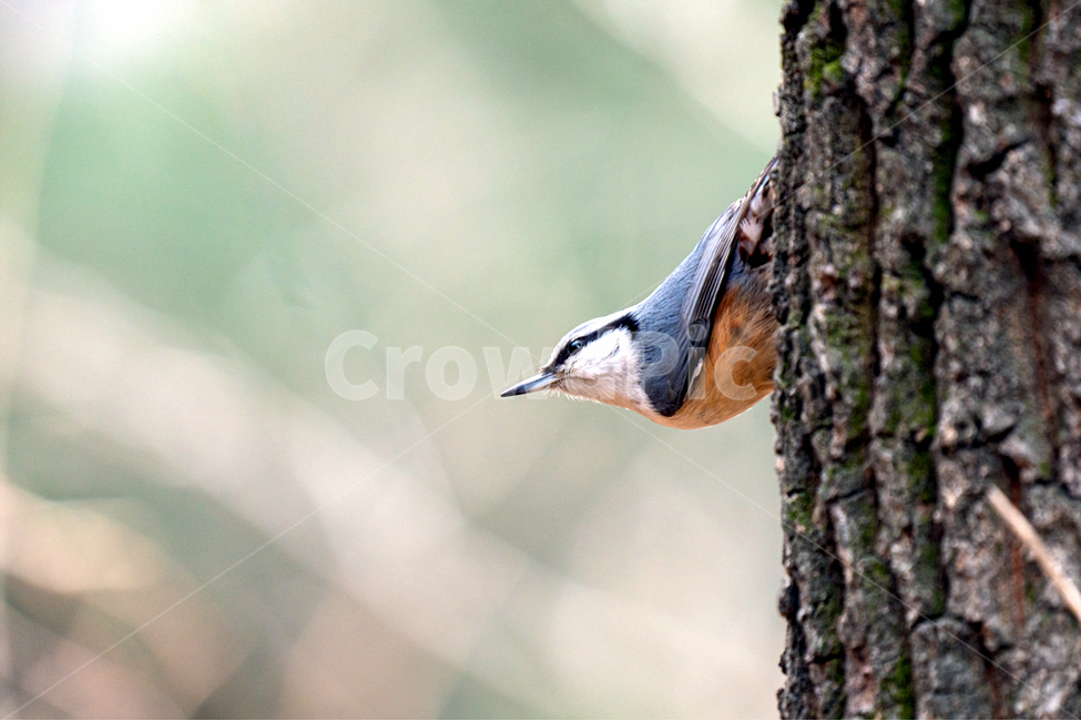 새,자연,동고비,조류,참새목,동물,animal,조류,새,birds