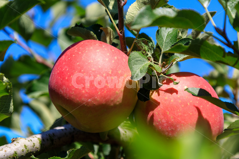 사과,나무,과일나무,사과나무,과수원,과일,농업,수확,식물,자연,plants,nature,과일,열매,fruit