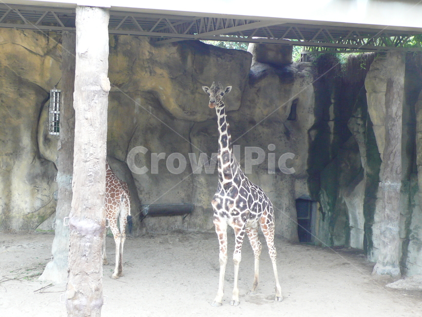 기린,동물,자연,동물원,무늬,zoo
