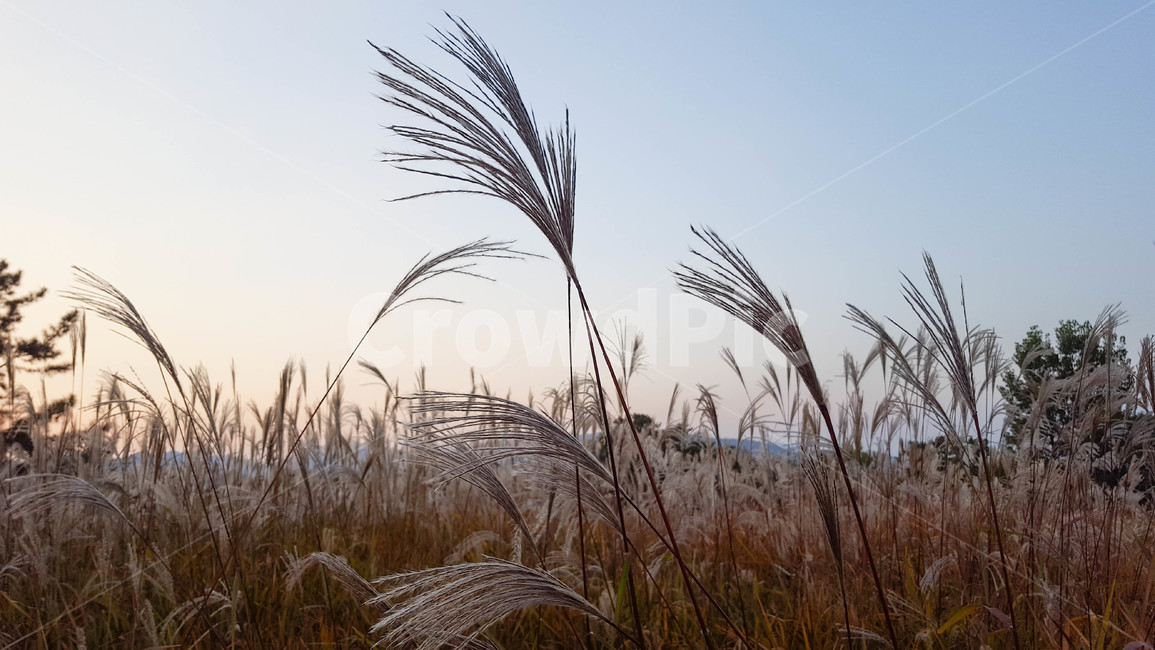 가을,갈대,하늘,노을,sunset,가을,계절,fall,autumn,season,plant,식물,grass,잔디,lawn,reed