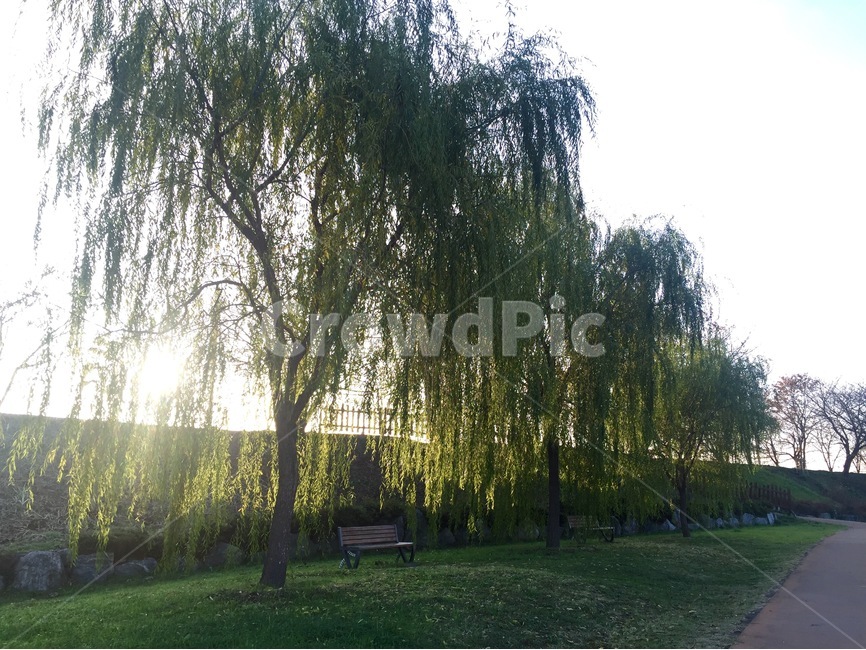 Korea,순천,강변,버드나무,풍경,자연,풍경,nature,landscape,식물,plants,나무,trees,wood,tree,plant