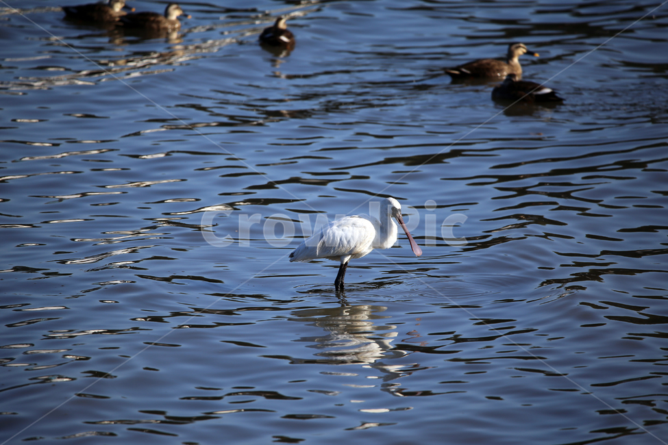animal,동물,bird,새,waterfowl,물새,철새,노랑부리저어새,멸종위기야생생물2급,천연기념물제2052호,동물,animal,조류,새,birds
