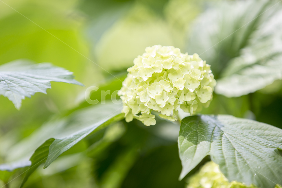 수국,수국꽃,플라워,flower,hydrangea,야생화,식물,plant,bigleafhydrangea,macrophylla,수목원,가든,정원,숲길,숲,forest,garden,노란꽃,노랑꽃,yellow,꽃잎,leaf,식물,자연,plants,nature,꽃,flower