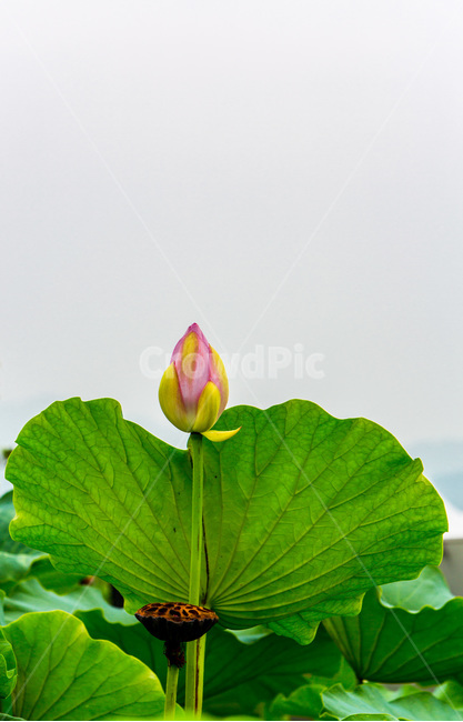 연잎,연밥,문양,무늬,꽃봉오리,습지,식물,자연,plants,nature,꽃,flower