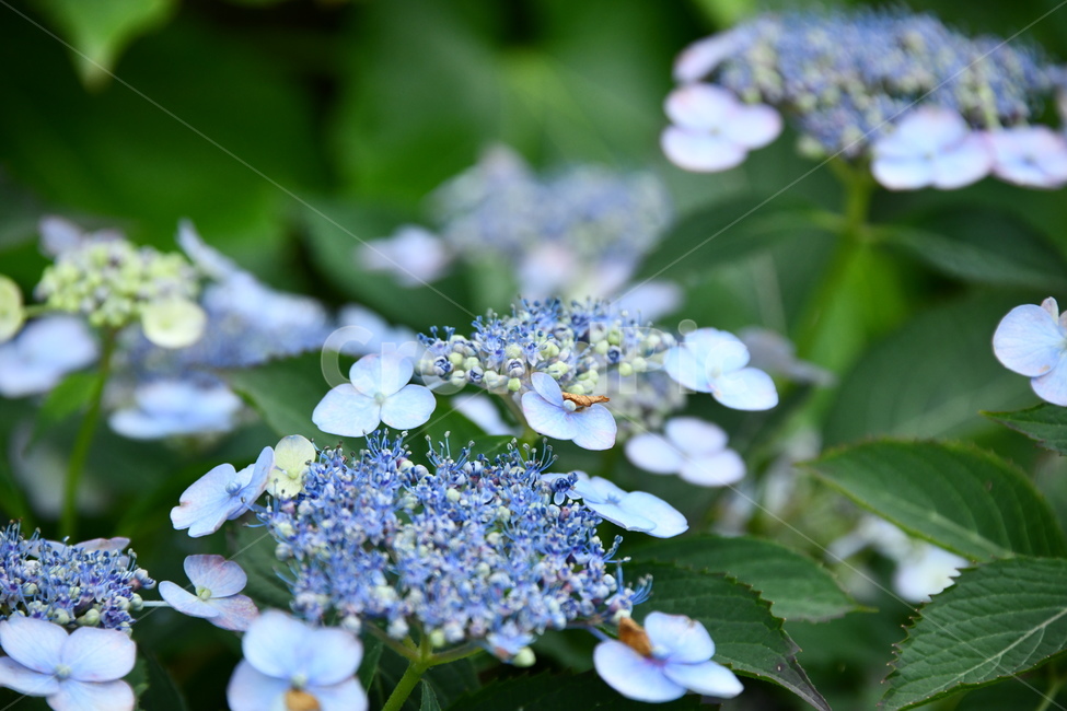 꽃,flower,자연,식물,색상,색깔,감성